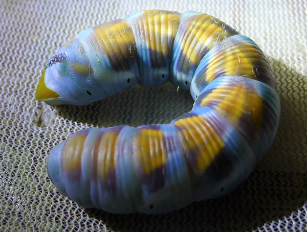 /filer/webapps/moths/media/images/M/morganii_Xanthopan_C_Konda.jpg