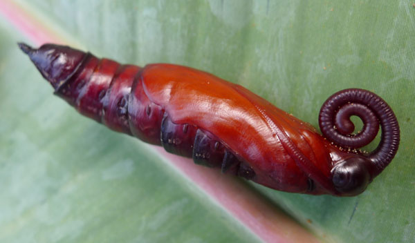 /filer/webapps/moths/media/images/M/morganii_Xanthopan_P_Konda.jpg