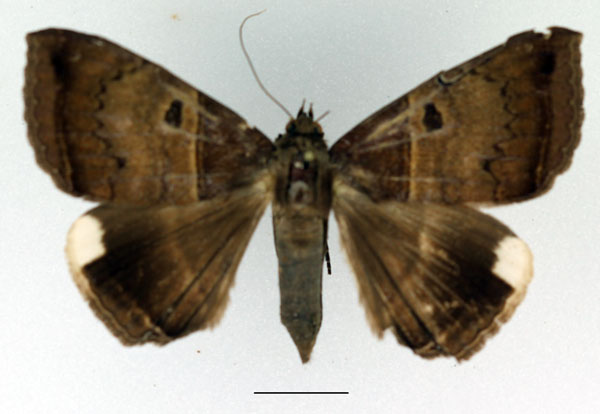 /filer/webapps/moths/media/images/M/mormoides_Achaea_AF_Basquin.jpg