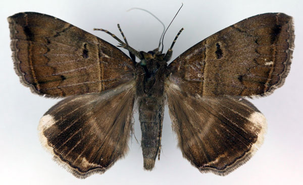 /filer/webapps/moths/media/images/M/mormoides_Achaea_AF_RMCA.jpg