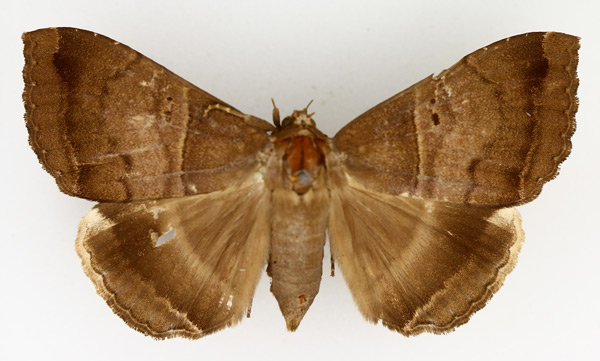 /filer/webapps/moths/media/images/M/mormoides_Achaea_AF_TMSA_01.jpg