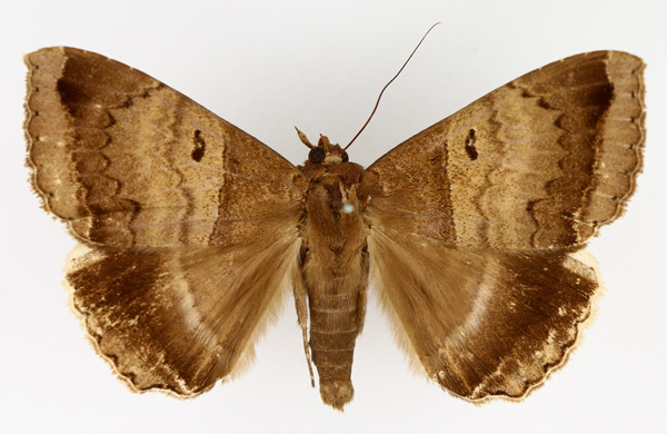 /filer/webapps/moths/media/images/M/mormoides_Achaea_AF_TMSA_02.jpg
