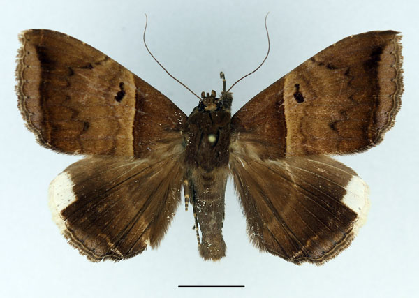 /filer/webapps/moths/media/images/M/mormoides_Achaea_AM_Basquin.jpg