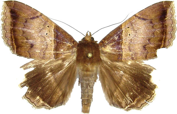 /filer/webapps/moths/media/images/M/mormoides_Achaea_AM_MCJM.jpg