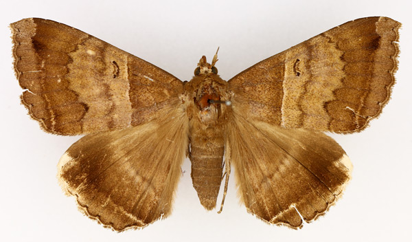 /filer/webapps/moths/media/images/M/mormoides_Achaea_AM_TMSA_01.jpg