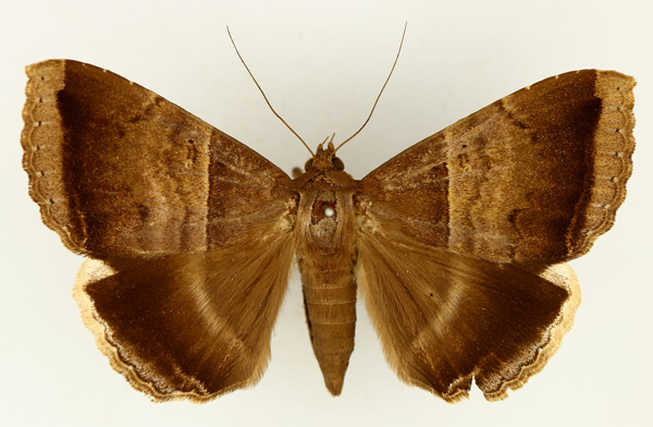 /filer/webapps/moths/media/images/M/mormoides_Achaea_AM_TMSA_02.jpg