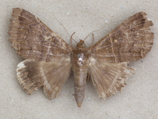 /filer/webapps/moths/media/images/M/mormoides_Achaea_A_Butlera_01.jpg