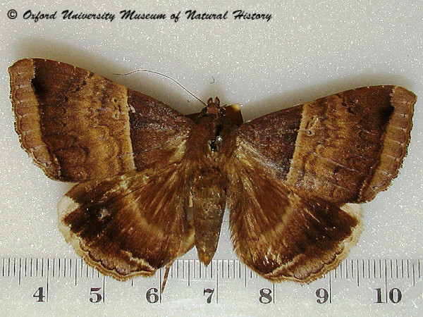 /filer/webapps/moths/media/images/M/mormoides_Achaea_A_OUMNHa_01.jpg