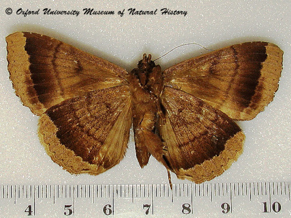 /filer/webapps/moths/media/images/M/mormoides_Achaea_A_OUMNHb_01.jpg