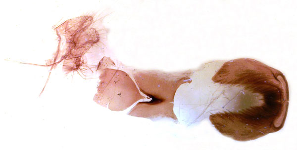 /filer/webapps/moths/media/images/M/mormoides_Achaea_GF_MSNM_Berio669.jpg