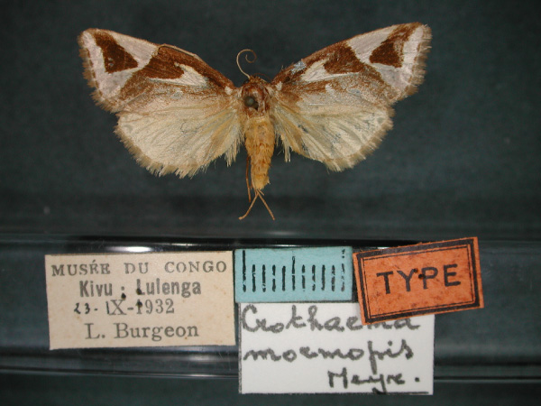 /filer/webapps/moths/media/images/M/mormopis_Crothaema_ST_RMCA_01.jpg