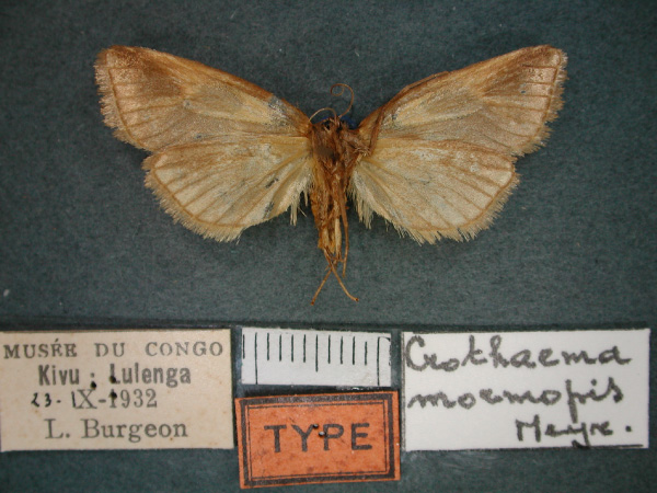 /filer/webapps/moths/media/images/M/mormopis_Crothaema_ST_RMCA_02.jpg