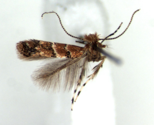 /filer/webapps/moths/media/images/M/morogorene_Cremastobombycia_HT_RMCA.jpg