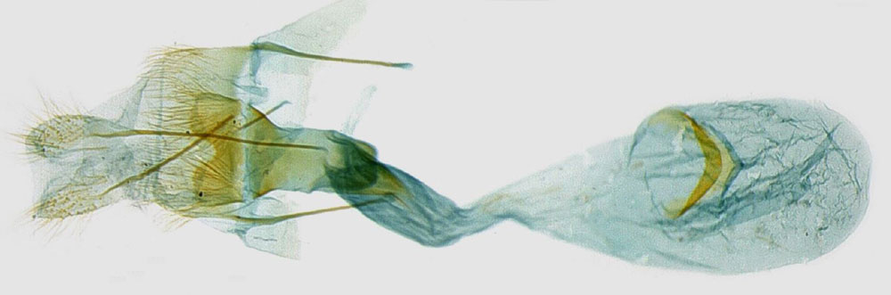 /filer/webapps/moths/media/images/M/morogorensis_Protolychnis_GFHT_NHMO.jpg