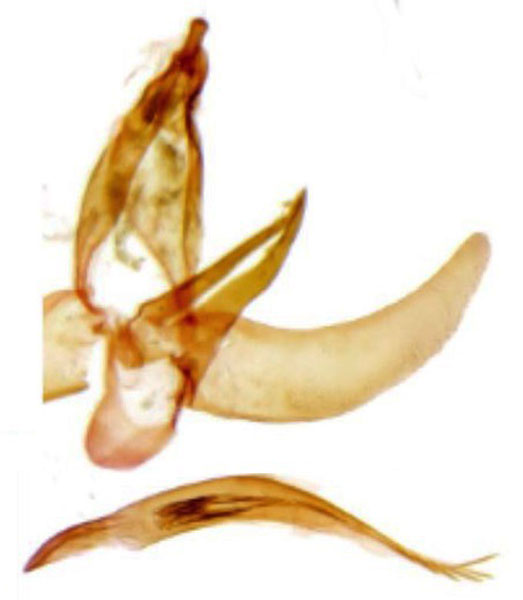 /filer/webapps/moths/media/images/M/morogorensis_Protolychnis_GM_NHMO.jpg
