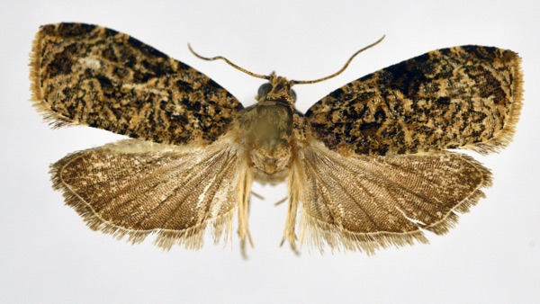 /filer/webapps/moths/media/images/M/morogoro_Eccopsis_HT_NHMO.jpg