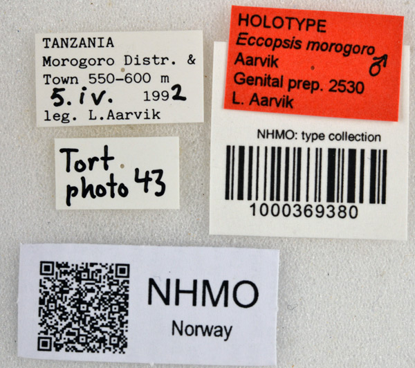 /filer/webapps/moths/media/images/M/morogoro_Eccopsis_HT_NHMOl.jpg