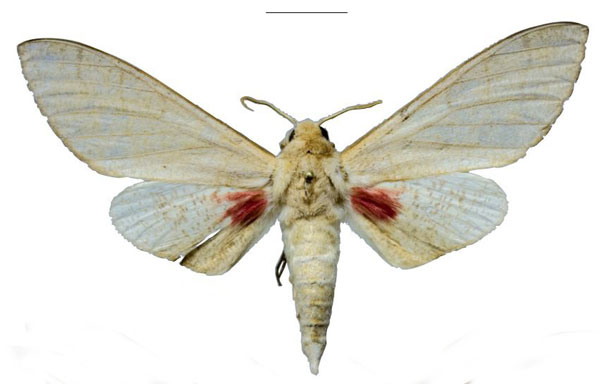 /filer/webapps/moths/media/images/M/morogoroensis_Neoclanis_HT_EMEMa.jpg