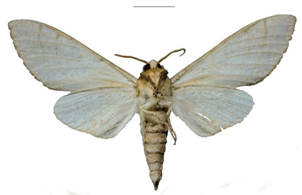 /filer/webapps/moths/media/images/M/morogoroensis_Neoclanis_HT_EMEMb.jpg