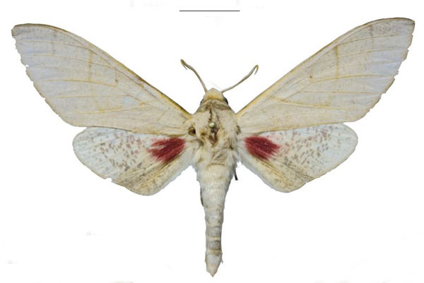 /filer/webapps/moths/media/images/M/morogoroensis_Neoclanis_PTM_EMEMa.jpg