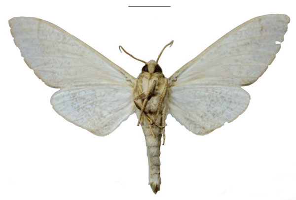 /filer/webapps/moths/media/images/M/morogoroensis_Neoclanis_PTM_EMEMb.jpg