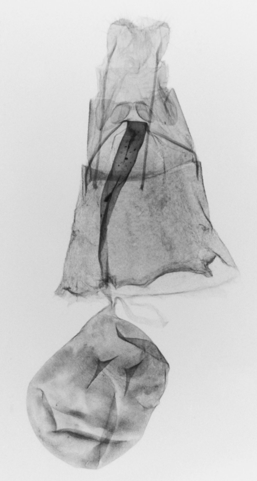 /filer/webapps/moths/media/images/M/morophaea_Platyptilia_GFPLT_MNHN_2369.jpg