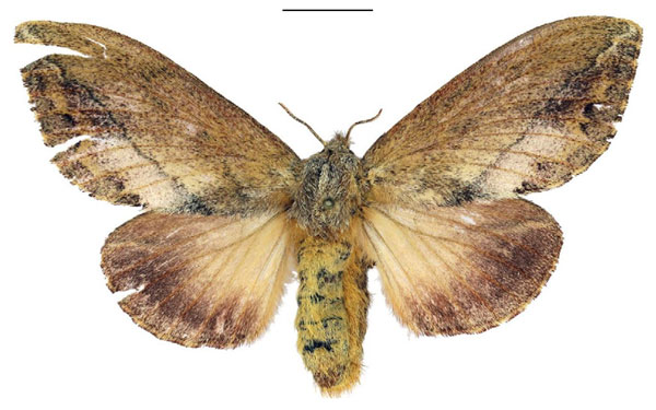 /filer/webapps/moths/media/images/M/morosa_Eutricha_AF_ANHRT.jpg