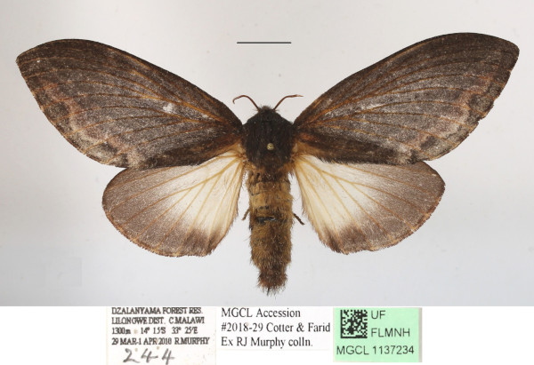 /filer/webapps/moths/media/images/M/morosa_Eutricha_AF_MGCLa_01.JPG