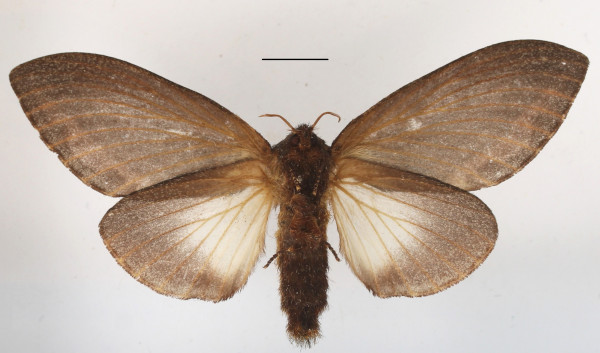 /filer/webapps/moths/media/images/M/morosa_Eutricha_AF_MGCLb_01.JPG