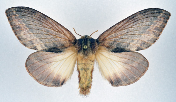 /filer/webapps/moths/media/images/M/morosa_Eutricha_AF_NHMO.jpg