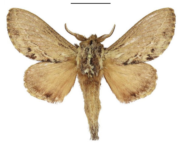 /filer/webapps/moths/media/images/M/morosa_Eutricha_AM_ANHRT_02.jpg