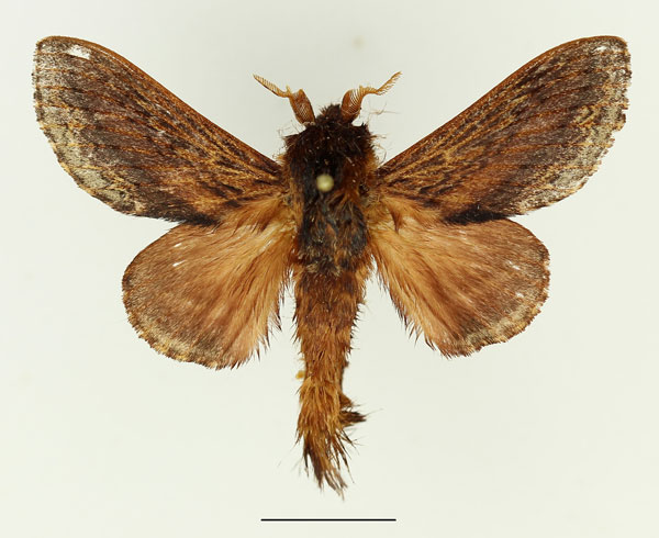 /filer/webapps/moths/media/images/M/morosa_Eutricha_AM_Basquin_01.jpg