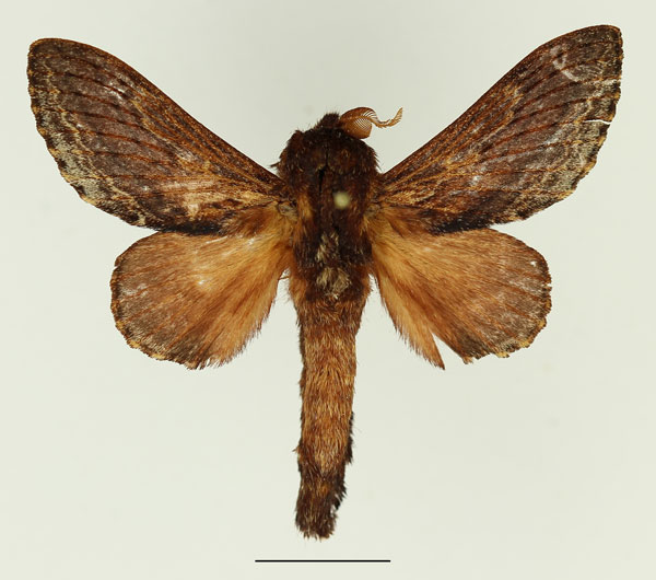 /filer/webapps/moths/media/images/M/morosa_Eutricha_AM_Basquin_02.jpg