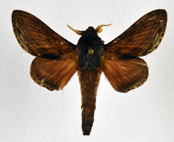 /filer/webapps/moths/media/images/M/morosa_Eutricha_AM_NHMO.jpg