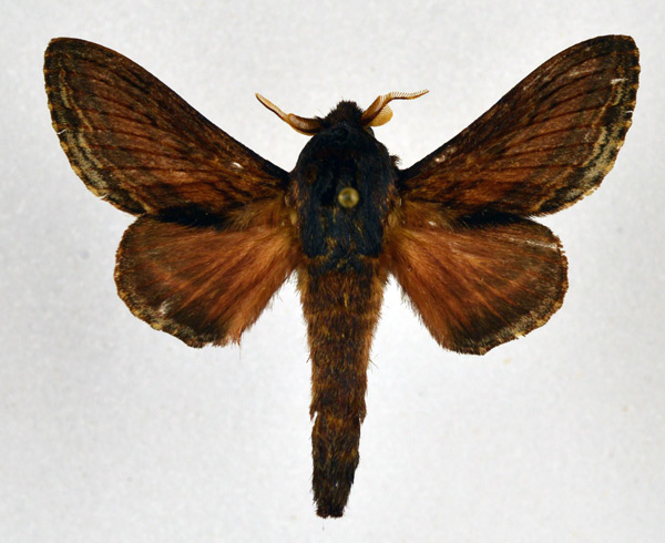 /filer/webapps/moths/media/images/M/morosa_Eutricha_AM_NHMO.jpg