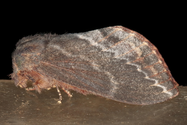 /filer/webapps/moths/media/images/M/morosa_Eutricha_A_Heyns_01.JPG