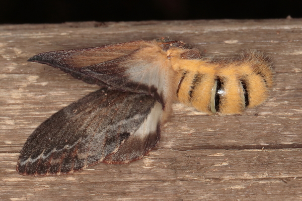 /filer/webapps/moths/media/images/M/morosa_Eutricha_A_Heyns_02.JPG