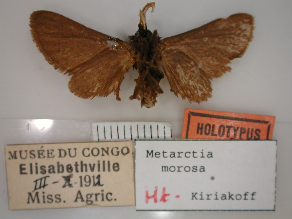 /filer/webapps/moths/media/images/M/morosa_Metarctia_HT_RMCA_02.jpg