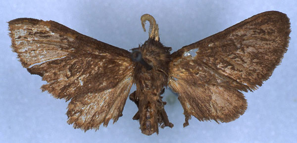 /filer/webapps/moths/media/images/M/morosa_Metarctia_HT_RMCA_03.jpg