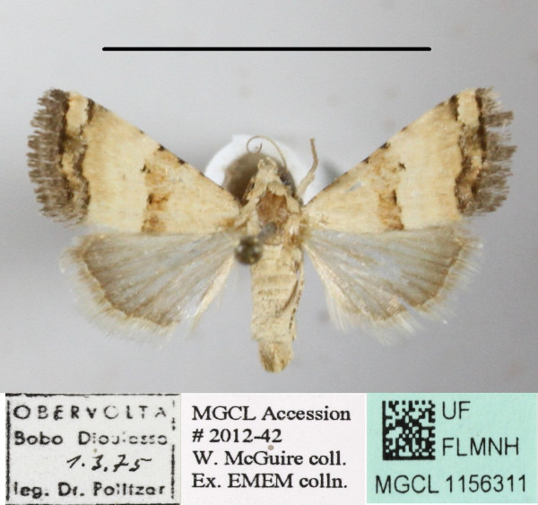 /filer/webapps/moths/media/images/M/morosa_Pseudozarba_A_MGCLa_01.JPG