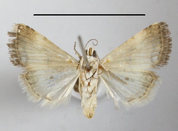 /filer/webapps/moths/media/images/M/morosa_Pseudozarba_A_MGCLb_01.JPG