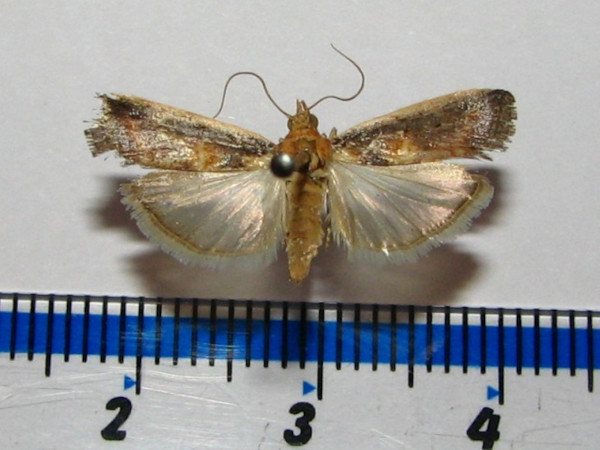 /filer/webapps/moths/media/images/M/morosalils_Lugubraphycita_A_Goff.jpg