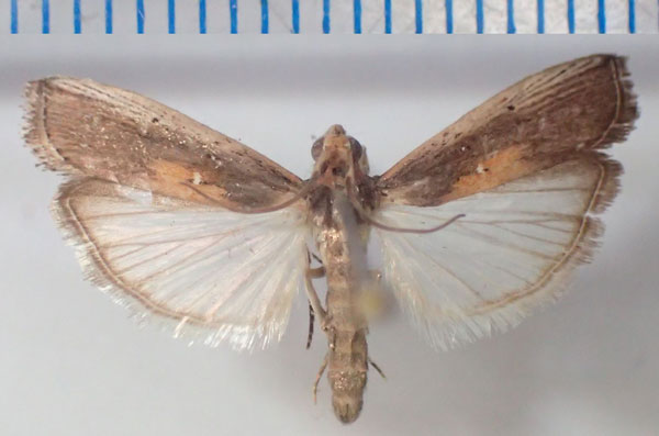 /filer/webapps/moths/media/images/M/morosalis_Morosaphycita_AM_Bippus.jpg