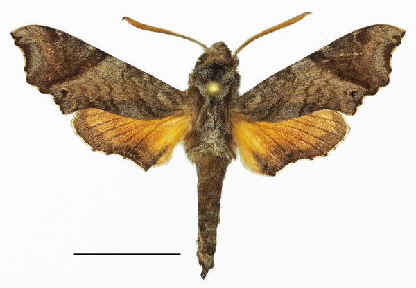 /filer/webapps/moths/media/images/M/morotoensis_Temnora_AM_Basquina.jpg