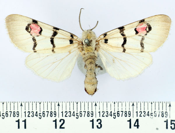 /filer/webapps/moths/media/images/M/mossambicensis_Diaphone_AM_BMNH.jpg