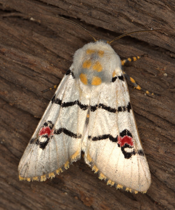 /filer/webapps/moths/media/images/M/mossambicensis_Diaphone_A_Heyns_02.jpg