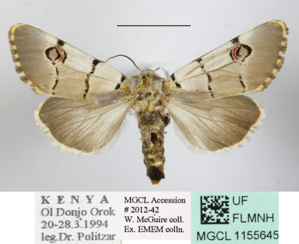 /filer/webapps/moths/media/images/M/mossambicensis_Diaphone_A_MGCLa_01.JPG