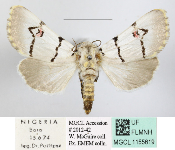 /filer/webapps/moths/media/images/M/mossambicensis_Diaphone_A_MGCLa_03.JPG