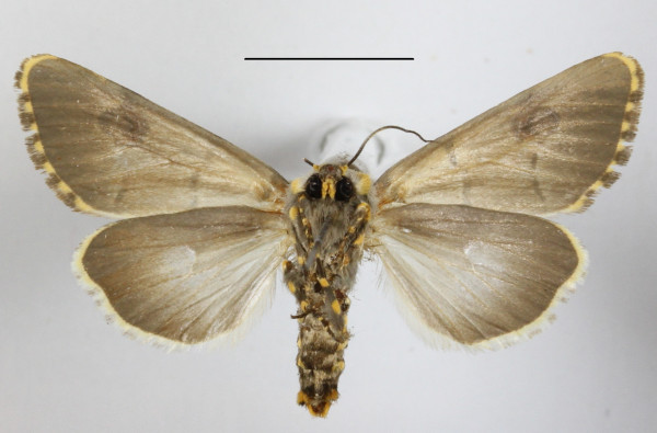 /filer/webapps/moths/media/images/M/mossambicensis_Diaphone_A_MGCLb_01.JPG