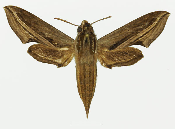 /filer/webapps/moths/media/images/M/mothironi_Theretra_AF_Basquina.jpg
